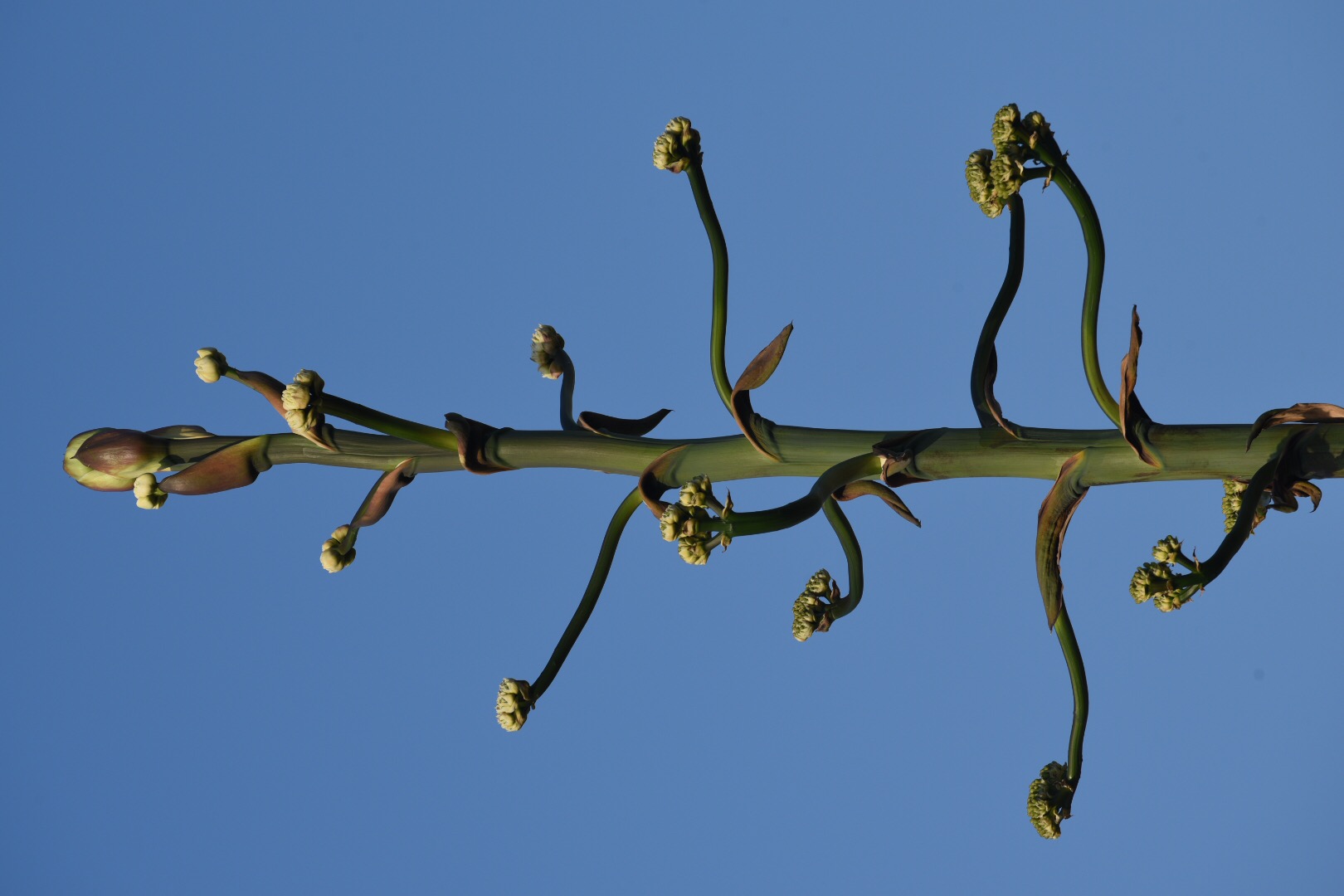 Lagave in fiore